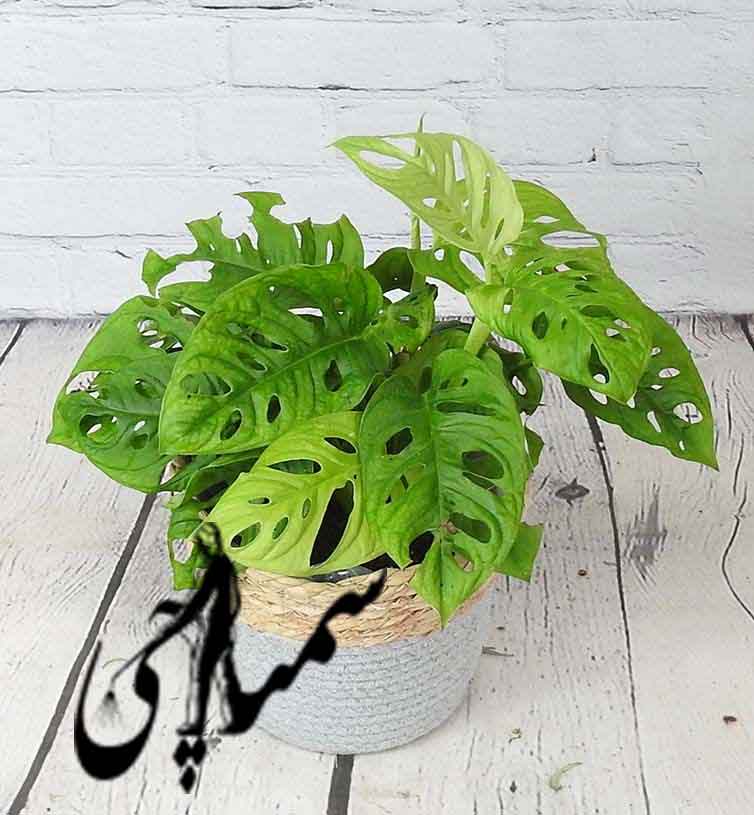 برگ انجیری مینیاتوری (Mini Monstera)